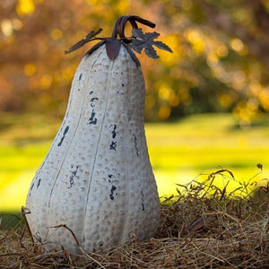 Tall White Pumpkin